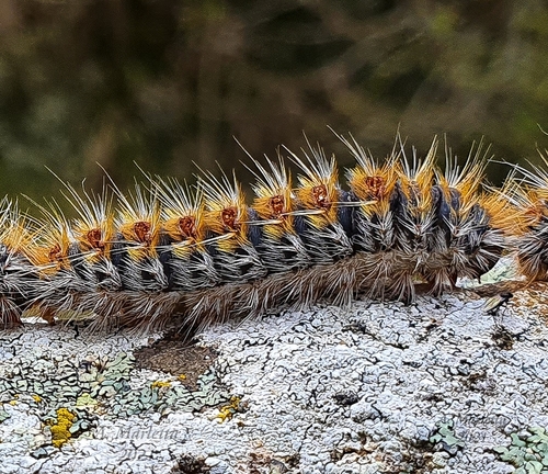 Pine Processionary-moth