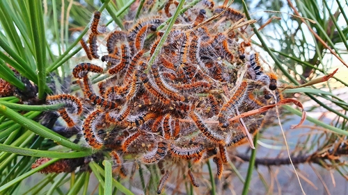 Pine Processionary-moth