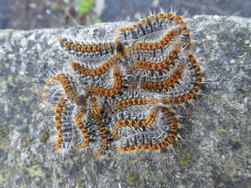 Pine Processionary-moth