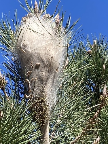Pine Processionary-moth