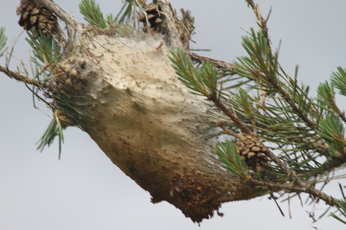 Pine Processionary-moth