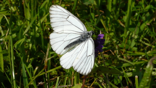 Black-veined White