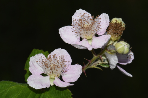 Armenian Blackberry