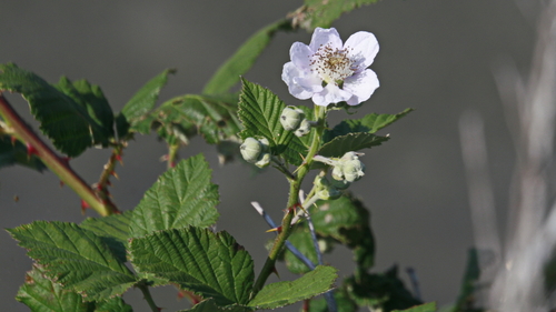 Armenian Blackberry