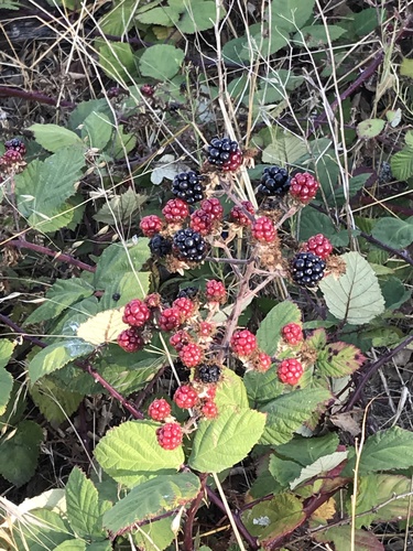 Armenian Blackberry