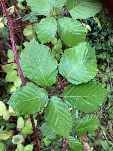 Armenian Blackberry