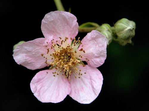 Armenian Blackberry