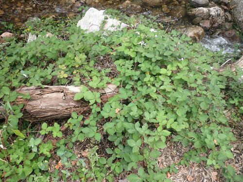 Armenian Blackberry