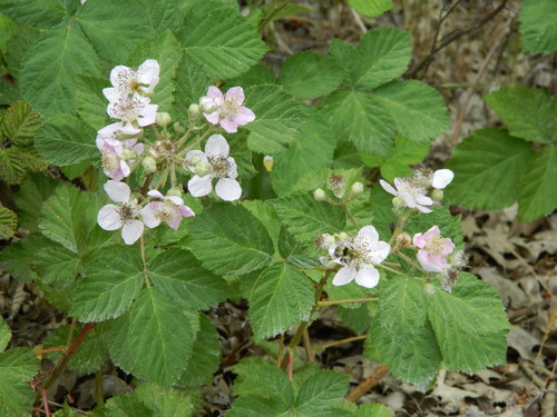 Armenian Blackberry