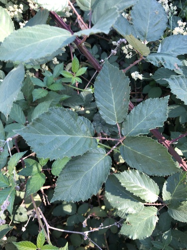 Armenian Blackberry