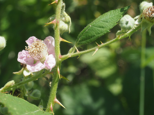 Armenian Blackberry