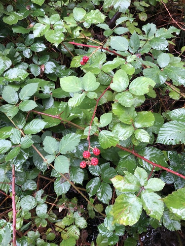 Armenian Blackberry