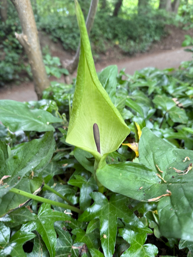 Cuckoo-pint