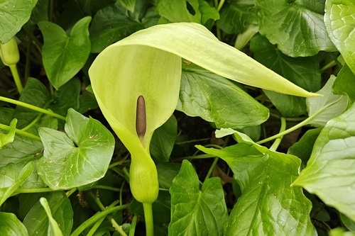 Cuckoo-pint