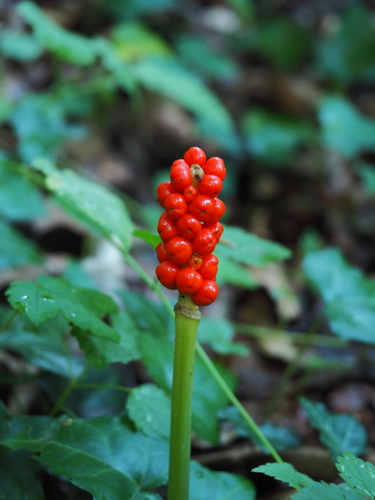 Cuckoo-pint