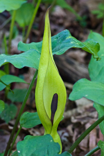 Cuckoo-pint