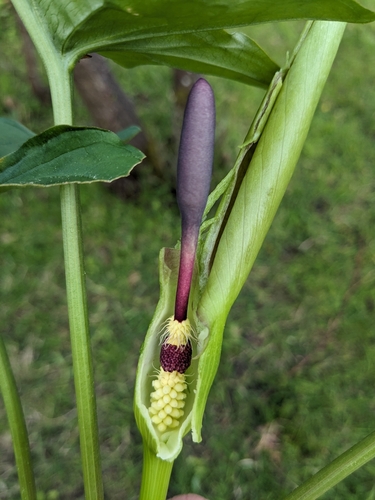Cuckoo-pint