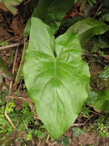 Cuckoo-pint