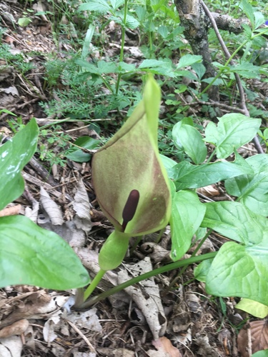 Cuckoo-pint