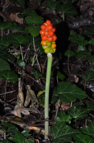 Cuckoo-pint