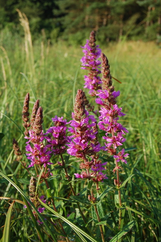 purple loosestrife