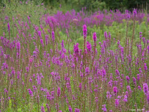 purple loosestrife