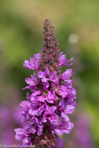 purple loosestrife
