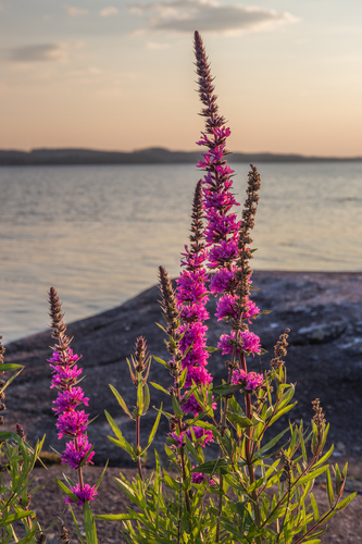 purple loosestrife
