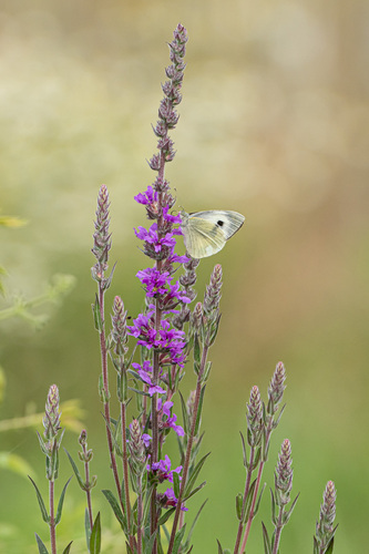 purple loosestrife