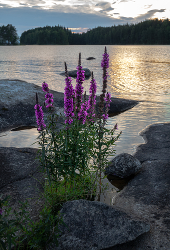 purple loosestrife