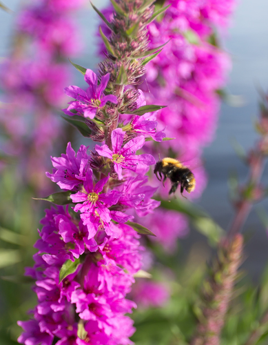 purple loosestrife