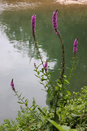 purple loosestrife