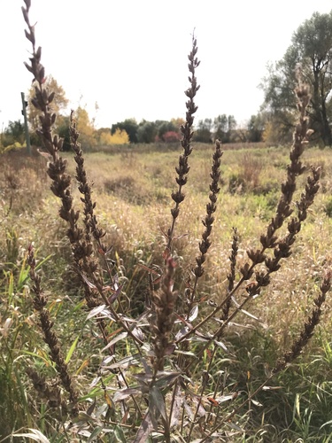 purple loosestrife