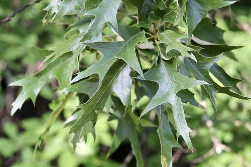 southern red oak