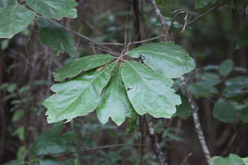 southern red oak