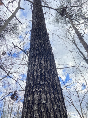 southern red oak