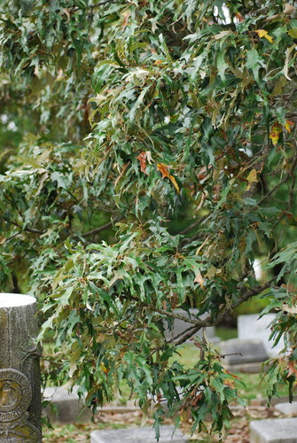 southern red oak