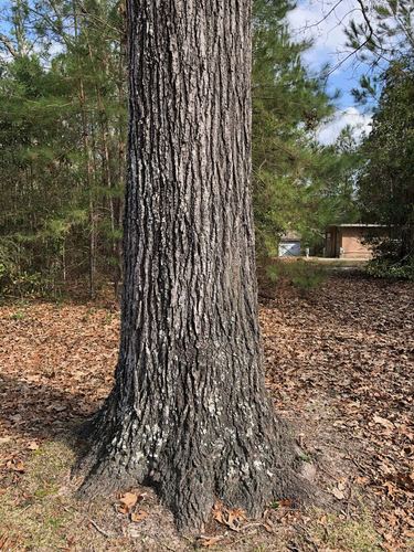 southern red oak