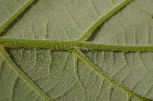 southern red oak