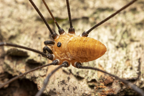 Leiobunum