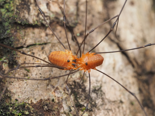 Leiobunum