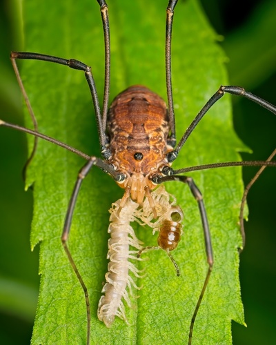 Leiobunum