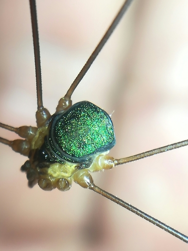 Leiobunum