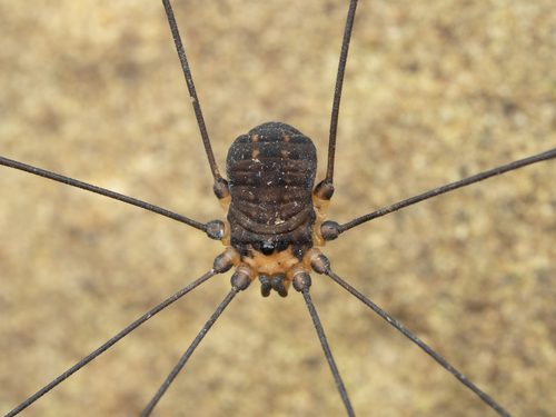 Leiobunum
