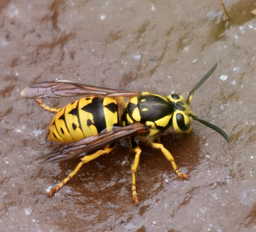 Western Yellowjacket