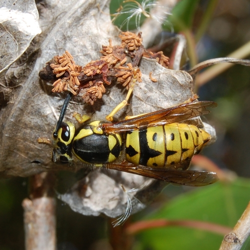 Western Yellowjacket