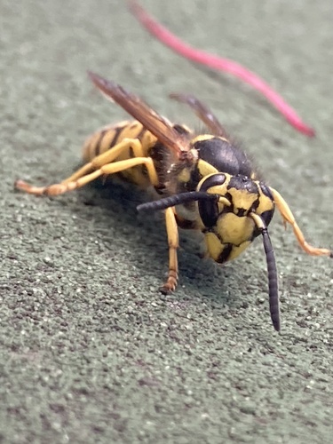 Western Yellowjacket