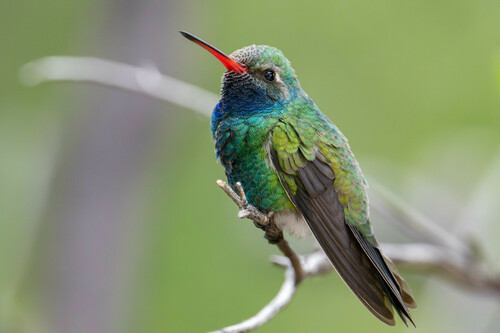 Broad-billed Hummingbird