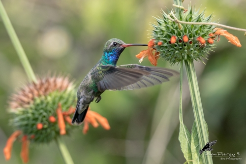 Broad-billed Hummingbird