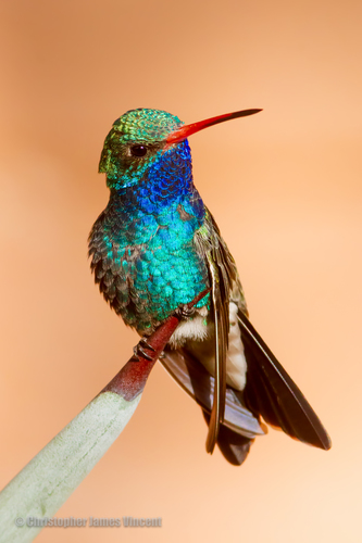 Broad-billed Hummingbird